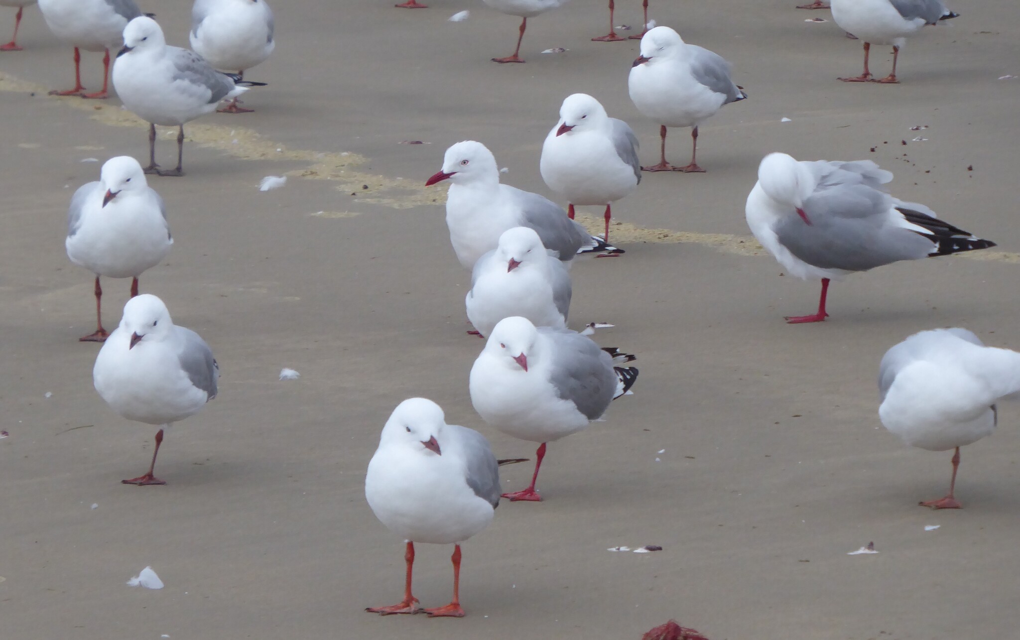 Silver Gull (Chroicocephalus novaehollandiae), photo 6