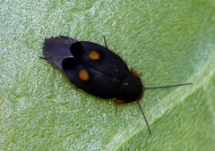 Euthyrrhapha pacifica