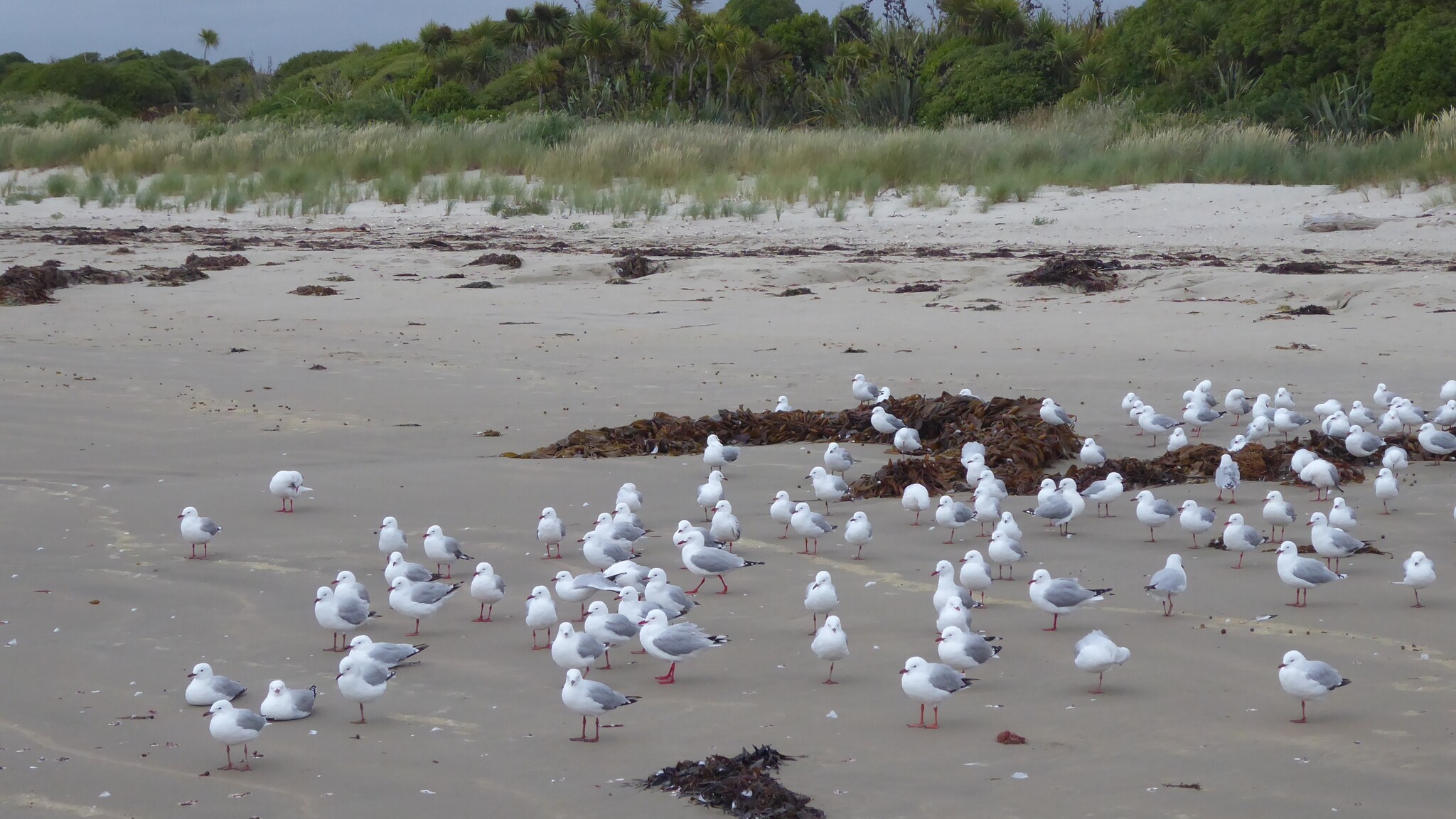 Silver Gull (Chroicocephalus novaehollandiae), photo 7