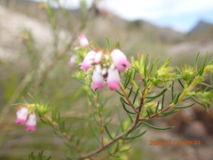 Erica subulata