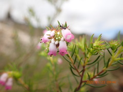 Erica subulata