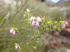 Erica subulata