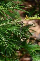 Eusynthemis virgula