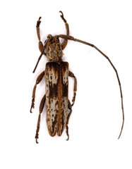 Planodema bimaculata