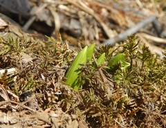 Veratrum oxysepalum
