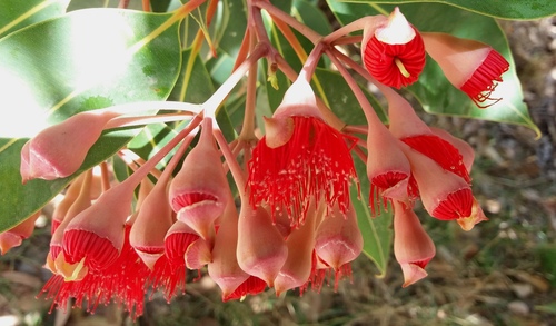 Corymbia ficifolia iNat (3)