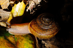 Helminthoglypta contracostae