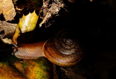 Helminthoglypta contracostae