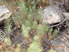 Hymenolepis