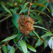 Chrysolepis chrysophylla - Photo (c) Ken-ichi Ueda,  זכויות יוצרים חלקיות (CC BY)