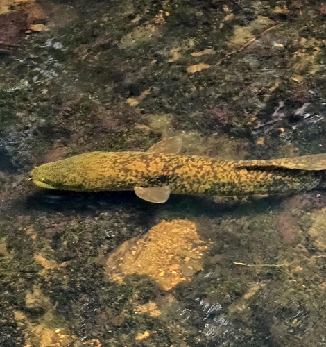 Eel (Anguilla marmorata) — Anguillidae