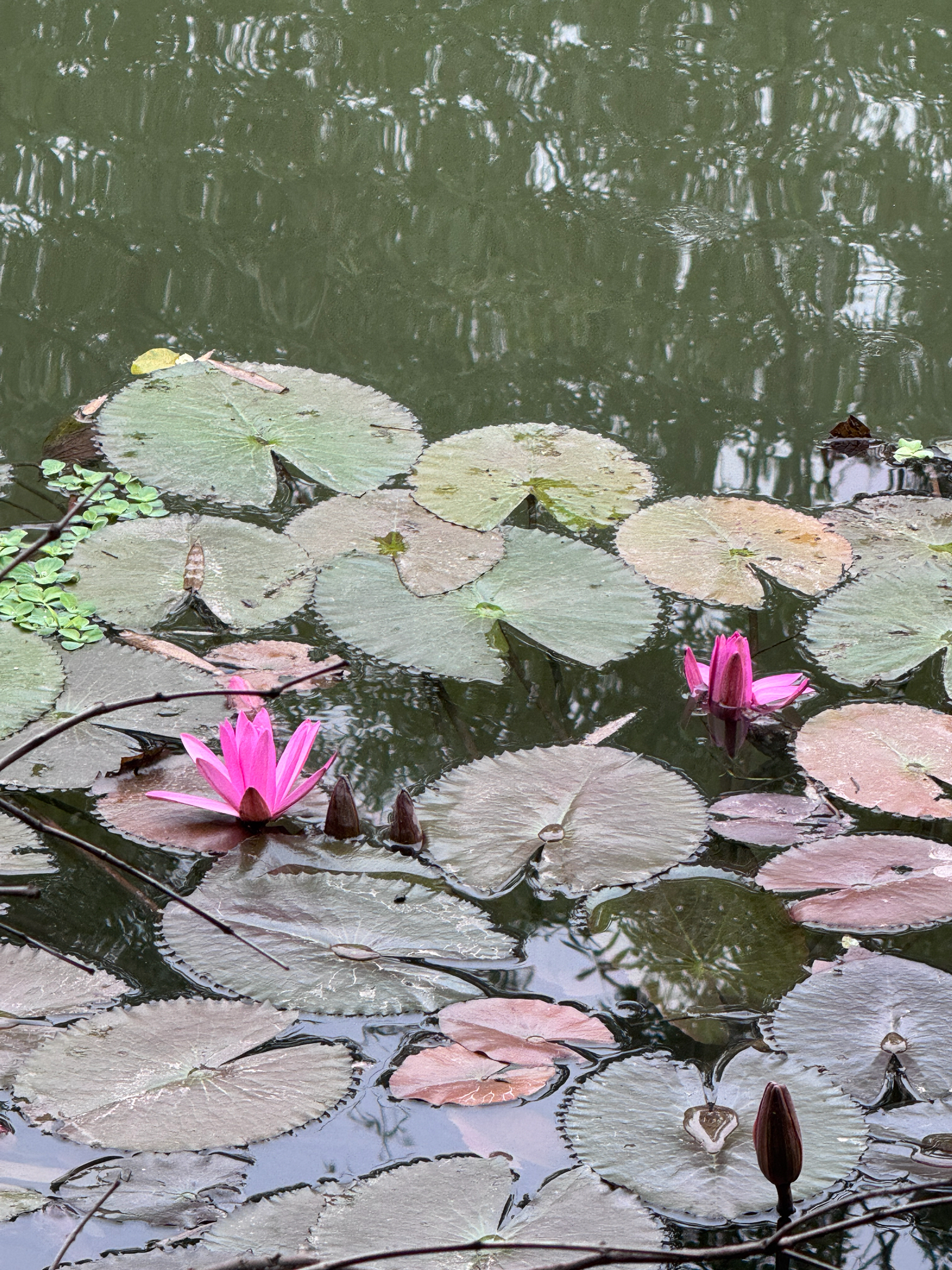 Nymphaea rubra (Nymphaea rubra)