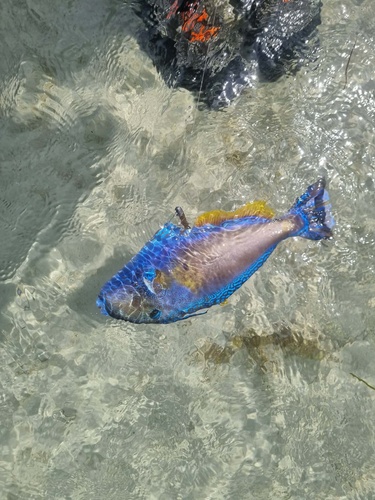 Freycinet's leatherjacket (Meuschenia freycineti) — Monacanthidae