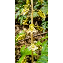 Gastrodia molloyi
