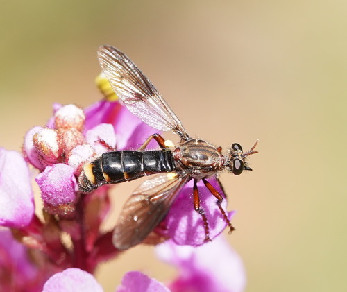 Austrosaropogon nigrinus