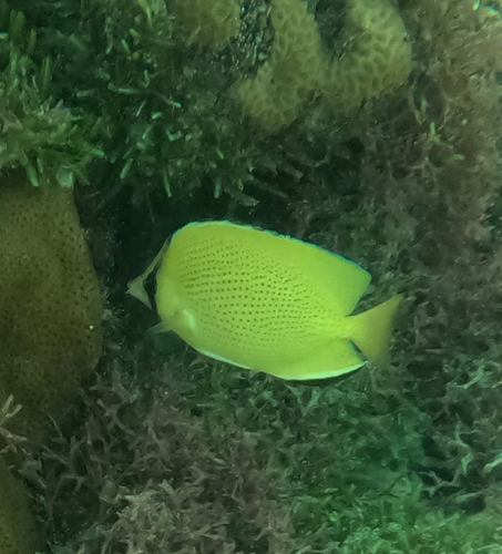 Citron butterfly (Chaetodon citrinellus) — Chaetodontidae