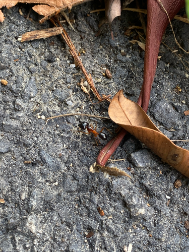 背视图图像 - o_owo_o