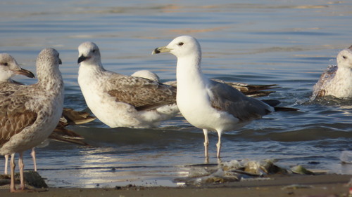Caspian Gull