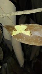 Corymica