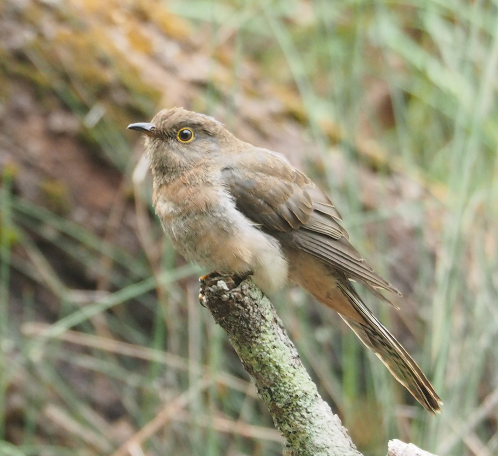 Fan-tailed Cuckoo from Abrahams Bosom Reserve, Beecroft Peninsula NSW ...