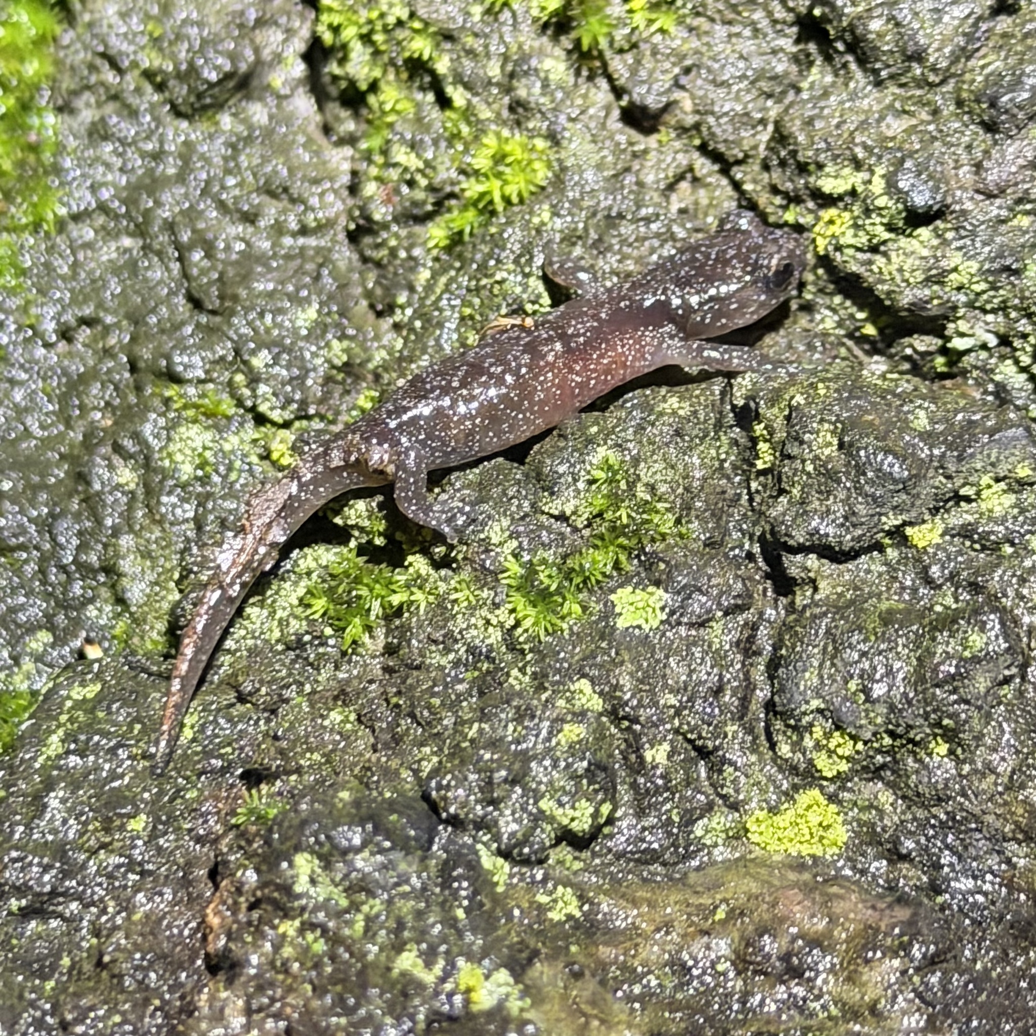 Aneides lugubris (Hallowell, 1849)