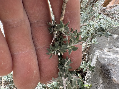 Teucrium marum, photograph 1