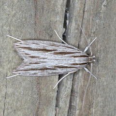Leistarcha scitissimella