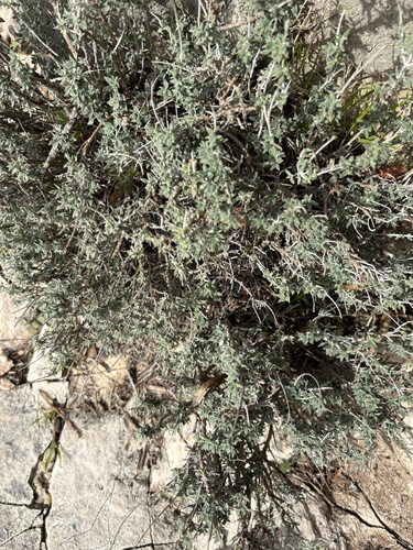Teucrium marum, photograph 2