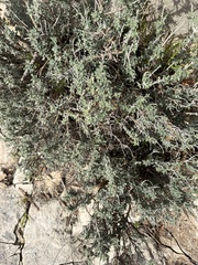 Teucrium marum, photograph (c) Riccardo Riva, some rights reserved (CC BY)