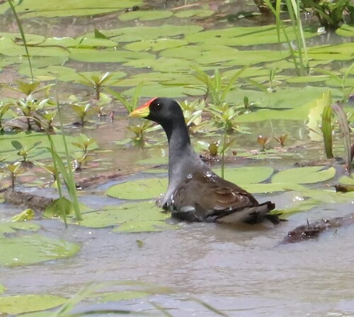 iNaturalist: (c) JUDY Troskie, some rights reserved (CC BY-NC), uploaded by JUDY Troskie iNaturalist image