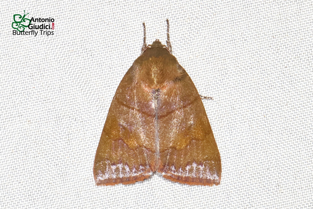 Calymera fasciata