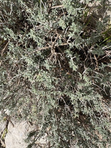 Teucrium marum, photograph 3