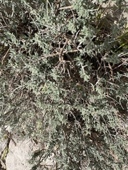 Teucrium marum, photograph (c) Riccardo Riva, some rights reserved (CC BY)