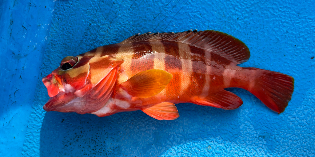 Banded Reed Cod (Epinephelus fasciatus)