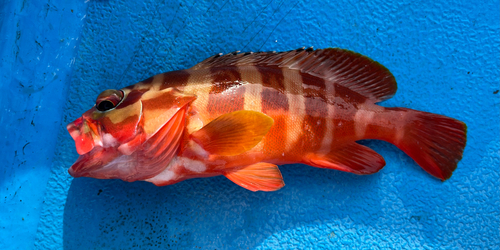 Epinephelus fasciatus
