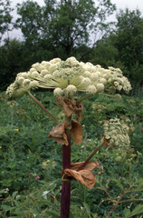 Angelica ursina, photograph (c) Oleg Kosterin, some rights reserved (CC BY)