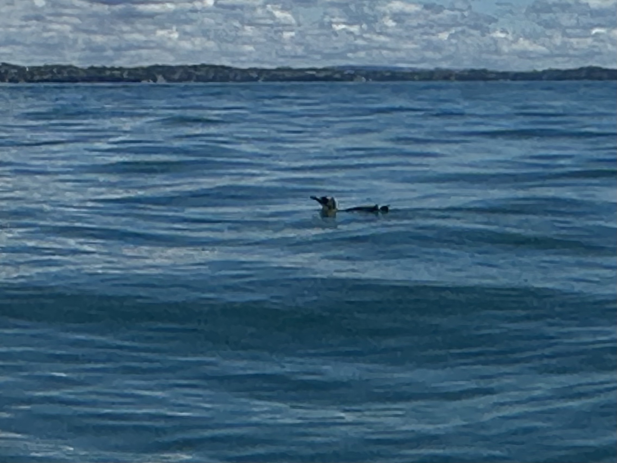 Little Penguin (Eudyptula minor), photo 1