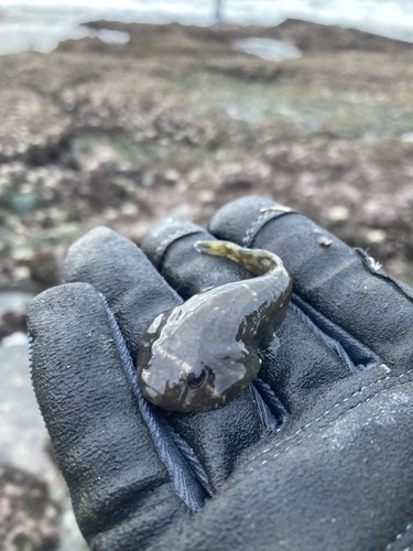 Common cling-fish (Gobiesox maeandricus) — Gobiesocidae — 3