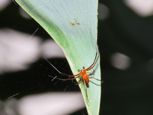 Nephila pilipes