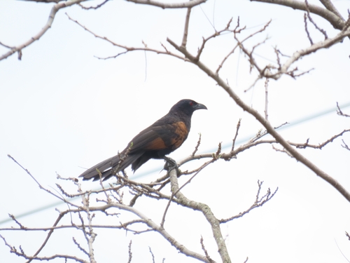 Centropus nigrorufus