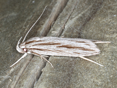 Leistarcha scitissimella
