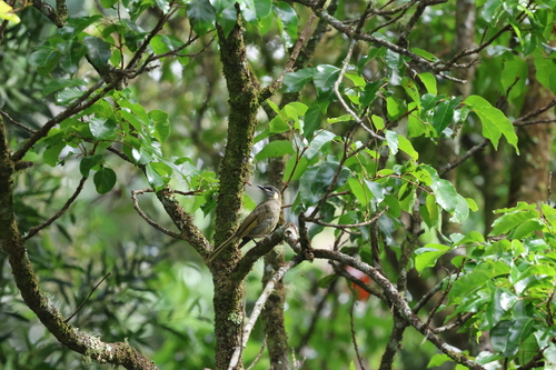 Lewin's Honeyeater (Meliphaga lewinii), photo 3