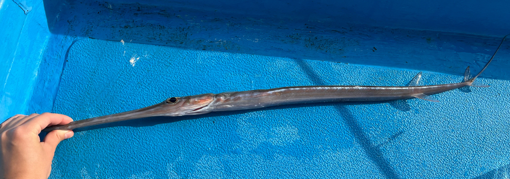 Cornetfish, Bluespotted cornetfish (Fistularia commersonii)