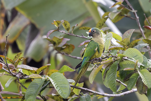 Peach-fronted Parakeet
