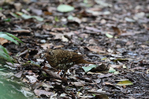 Russet-tailed Thrush (Zoothera heinei), photo 9