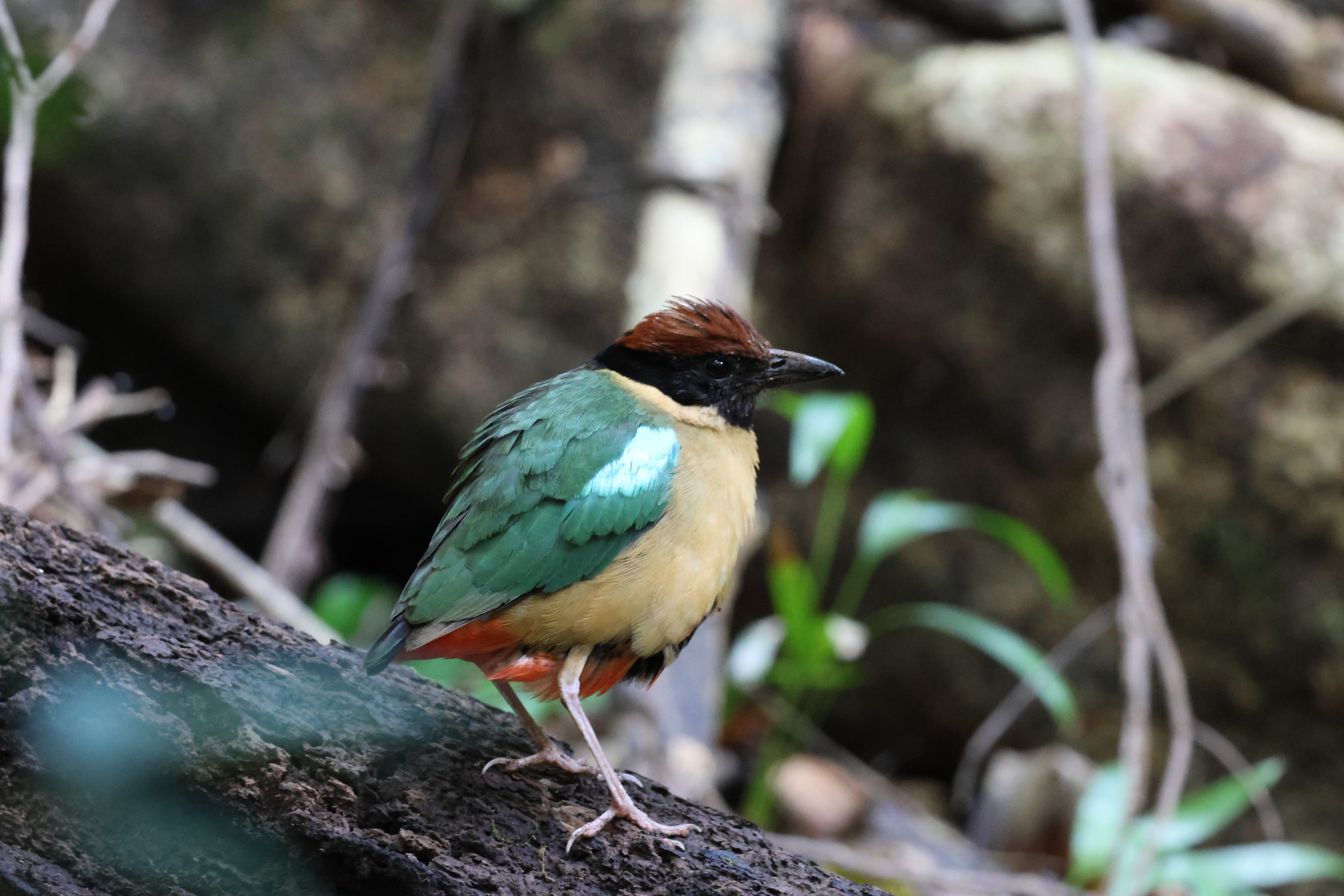 Noisy Pitta (Pitta versicolor), photo 2