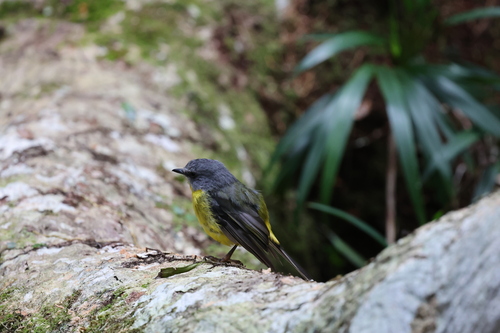 Eastern Yellow Robin (Eopsaltria australis), photo 1