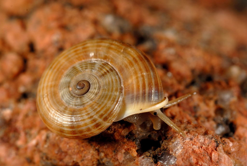 Lithidion