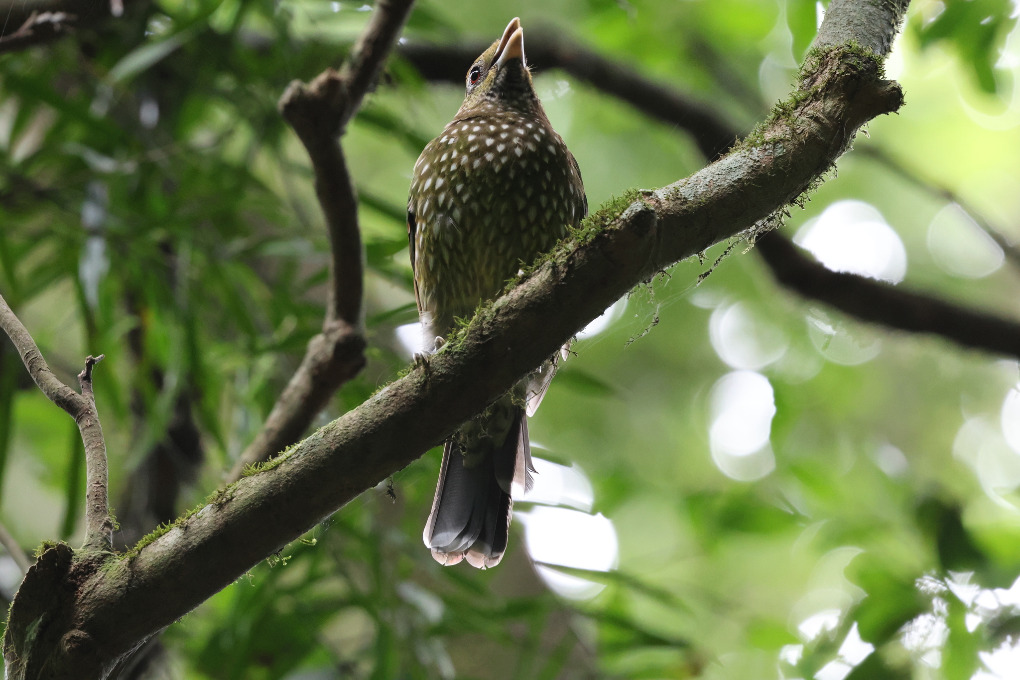 Green Catbird (Ailuroedus crassirostris), photo 2
