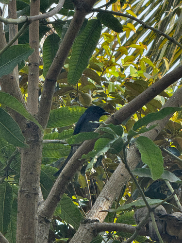White-bellied Drongo (Dicrurus caerulescens), photo 2